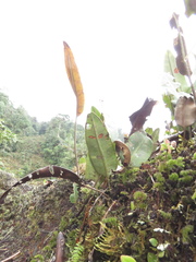 Elaphoglossum