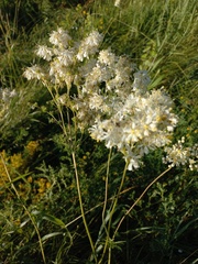 Filipendula vulgaris