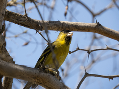 Spinus barbatus