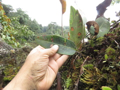 Elaphoglossum