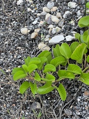 Ipomoea pes-caprae
