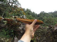 Elaphoglossum