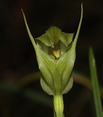 Pterostylis alpina