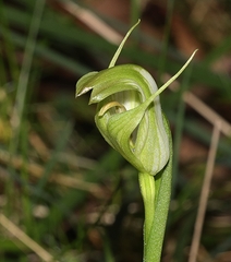 Pterostylis alpina