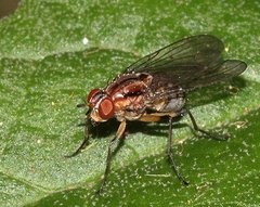 Helinomydaea fuscoflava