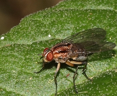 Helinomydaea fuscoflava