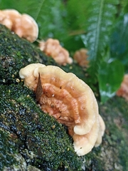 Cerrena zonata