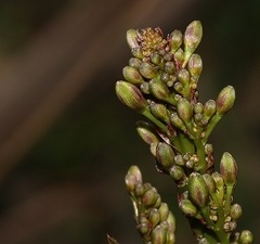 Dianella tasmanica