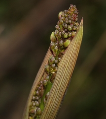 Dianella tasmanica