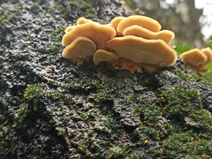 Cerrena zonata