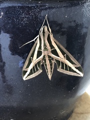 Eumorpha fasciatus