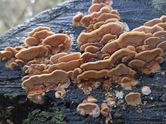 Cerrena zonata