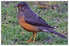 Turdus olivaceus