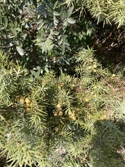 Juniperus oxycedrus