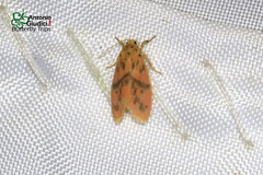 Miltochrista arcuata