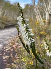 Epacris obtusifolia