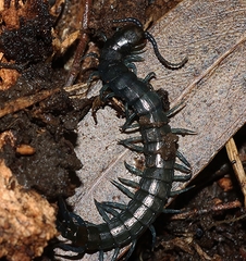 Cormocephalus esulcatus