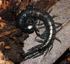 Cormocephalus esulcatus