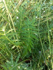 Filipendula vulgaris