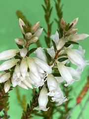 Epacris obtusifolia