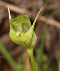Pterostylis alpina