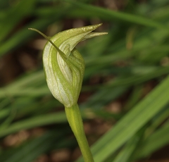 Pterostylis alpina