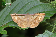 Entomogramma fautrix