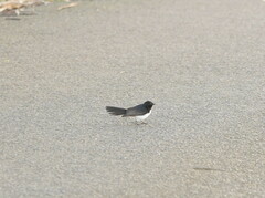 Rhipidura leucophrys