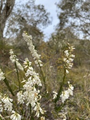 Epacris obtusifolia