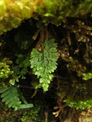 Hymenophyllum