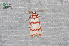 Cyana pseudojavanica