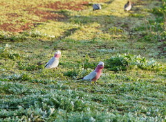 Eolophus roseicapilla albiceps