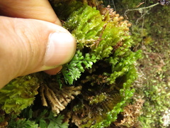 Hymenophyllum