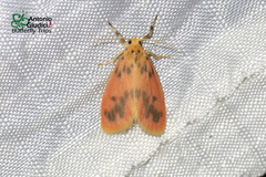 Miltochrista lateritia