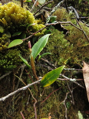 Anthurium scandens