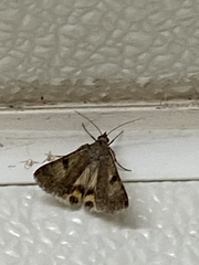 Erebidae