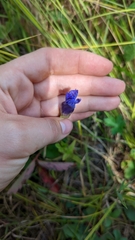 Gentianopsis crinita