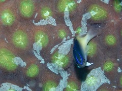 Chrysiptera rollandi