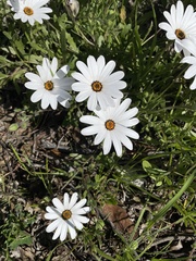 Dimorphotheca pluvialis