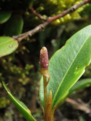 Anthurium scandens