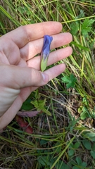 Gentianopsis crinita