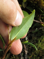 Anthurium scandens