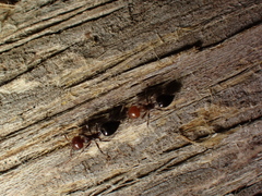 Crematogaster scutellaris