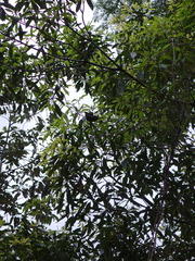 Meliphaga lewinii