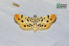 Pycnarmon alboflavalis