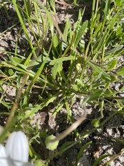 Dimorphotheca pluvialis