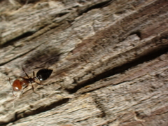 Crematogaster scutellaris