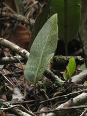 Elaphoglossum