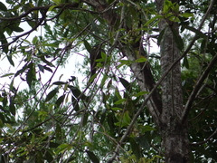 Meliphaga lewinii