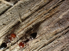 Crematogaster scutellaris